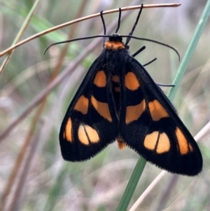 Amata (genus) at Hall, ACT - 4 Feb 2024 08:26 AM