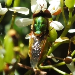 Odontomyia sp. (genus) (A soldier fly) at Tidbinbilla Nature Reserve - 3 Feb 2024 by JohnBundock
