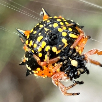 Austracantha minax (Christmas Spider, Jewel Spider) at Hall, ACT - 3 Feb 2024 by strigo