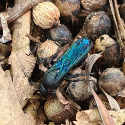 Austroscolia soror (Blue Flower Wasp) at Blue Haven, NSW - 4 Feb 2024 by LJE