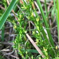 Scleranthus fasciculatus (Knawel) at Hall, ACT - 4 Feb 2024 by strigo