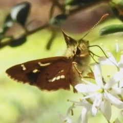 Dispar compacta (Barred Skipper) at Tidbinbilla Nature Reserve - 3 Feb 2024 by JohnBundock