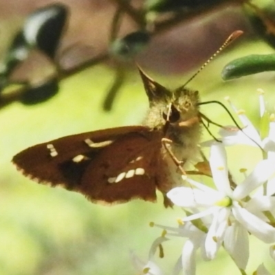 Dispar compacta (Barred Skipper) at Paddys River, ACT - 3 Feb 2024 by JohnBundock