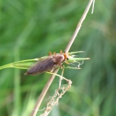 Inopus rubriceps (Sugarcane Soldier Fly) at Lyons, ACT - 4 Feb 2024 by ran452