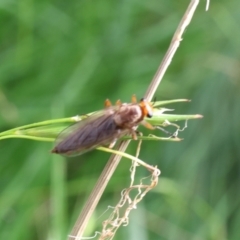 Inopus rubriceps at Lyons, ACT - 4 Feb 2024 09:54 AM