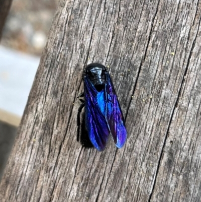 Austroscolia soror (Blue Flower Wasp) at Canberra, ACT - 3 Feb 2024 by CaraLouise