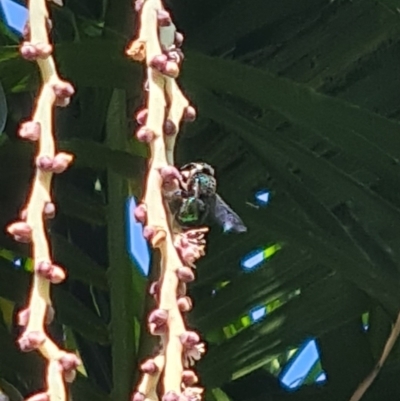 Xylocopa (Lestis) aerata (Golden-Green Carpenter Bee) at Blue Haven, NSW - 3 Feb 2024 by LJE