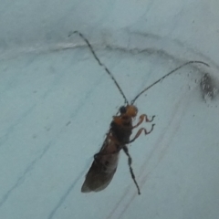 Braconidae (family) (Unidentified braconid wasp) at QPRC LGA - 31 Jan 2024 by Paul4K