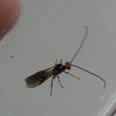 Braconidae (family) at QPRC LGA - suppressed