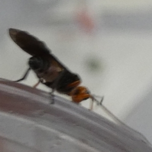 Braconidae (family) at QPRC LGA - suppressed