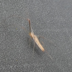 Tetragnatha sp. (genus) at QPRC LGA - 1 Feb 2024