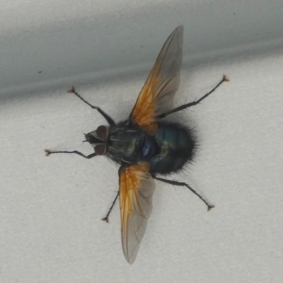 Chetogaster violacea/viridis (complex) (Bristle Fly) at QPRC LGA - 31 Jan 2024 by Paul4K
