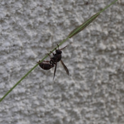 Unidentified Wasp (Hymenoptera, Apocrita) at Lyons, ACT - 3 Feb 2024 by ran452