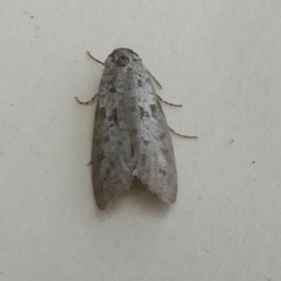Lepidoscia (genus) ADULT (A Case moth) at QPRC LGA - 31 Jan 2024 by Paul4K