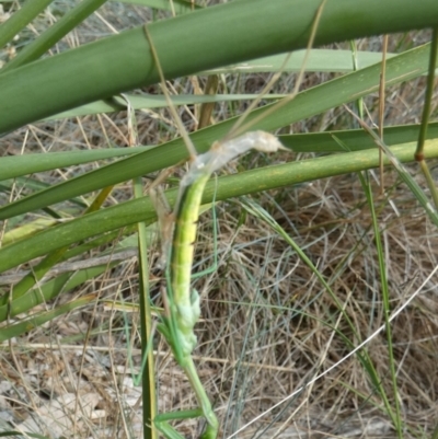 Unidentified Praying mantis (Mantodea) at Bicentennial Park - 3 Feb 2024 by Paul4K