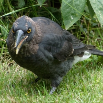 Strepera graculina (Pied Currawong) at Downer, ACT - 4 Feb 2024 by RobertD