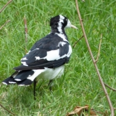 Grallina cyanoleuca (Magpie-lark) at Downer, ACT - 4 Feb 2024 by RobertD