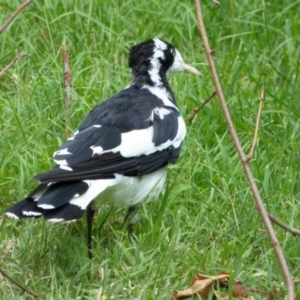 Grallina cyanoleuca at Downer, ACT - 4 Feb 2024