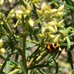 Coccinella transversalis at Farrer Ridge NR  (FAR) - 3 Feb 2024