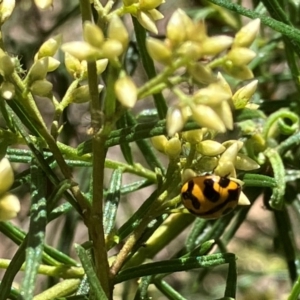 Coccinella transversalis at Farrer Ridge NR  (FAR) - 3 Feb 2024