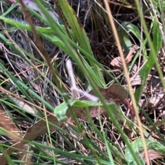 Pterophoridae (family) (A Plume Moth) at Farrer Ridge NR  (FAR) - 3 Feb 2024 by melchapman