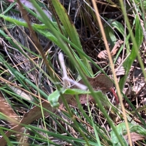 Pterophoridae (family) at Farrer Ridge NR  (FAR) - 3 Feb 2024