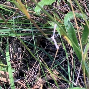 Pterophoridae (family) at Farrer Ridge NR  (FAR) - 3 Feb 2024