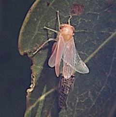 Brunotartessus fulvus (Yellow-headed Leafhopper) at Mulligans Flat - 4 Feb 2024 by betchern0t