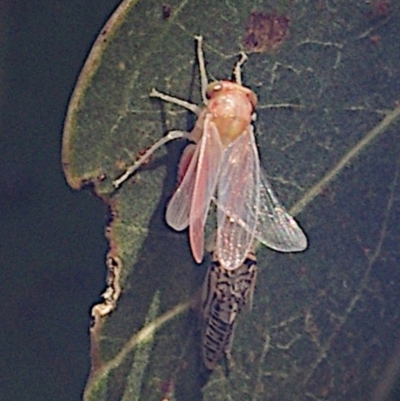 Brunotartessus fulvus (Yellow-headed Leafhopper) at Mulligans Flat - 3 Feb 2024 by betchern0t