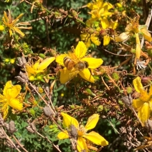 Apis mellifera at Farrer Ridge NR  (FAR) - 3 Feb 2024