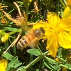 Apis mellifera at Farrer Ridge NR  (FAR) - 3 Feb 2024