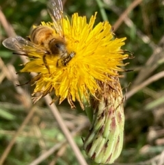 Apis mellifera (European honey bee) at Jarramlee North (JRN) - 3 Feb 2024 by NickiTaws