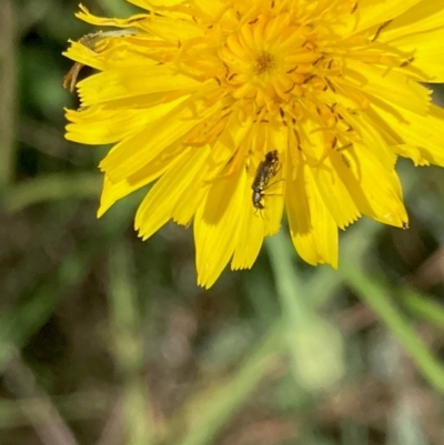 Dasytinae (subfamily) (Soft-winged flower beetle) at Dunlop, ACT - 3 Feb 2024 by NickiTaws