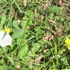 Pieris rapae (Cabbage White) at Farrer Ridge NR  (FAR) - 3 Feb 2024 by melchapman