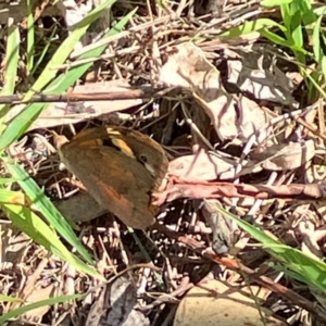 Heteronympha merope at Undefined Area - 3 Feb 2024 11:19 AM