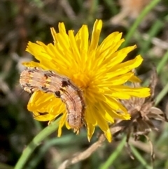 Lepidoptera unclassified IMMATURE (caterpillar or pupa or cocoon) at Jarramlee North (JRN) - 4 Feb 2024 by NickiTaws