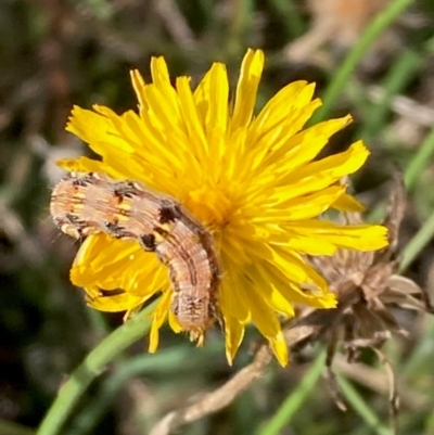 Lepidoptera unclassified IMMATURE moth at Dunlop, ACT - 3 Feb 2024 by NickiTaws