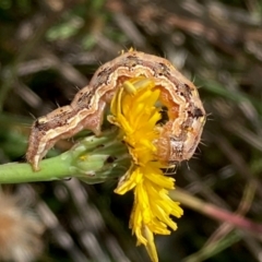 Lepidoptera unclassified IMMATURE moth at Jarramlee North (JRN) - 4 Feb 2024