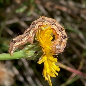 Lepidoptera unclassified IMMATURE moth at Jarramlee North (JRN) - 4 Feb 2024