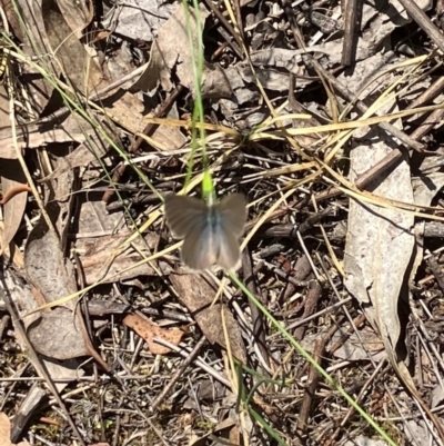 Zizina otis (Common Grass-Blue) at Farrer, ACT - 3 Feb 2024 by melchapman