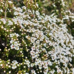 Baeckea gunniana (Alpine Baeckea) at Geeveston, TAS - 31 Jan 2024 by Detritivore