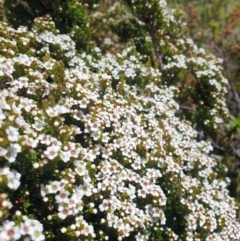 Baeckea gunniana at Southwest National Park - 31 Jan 2024