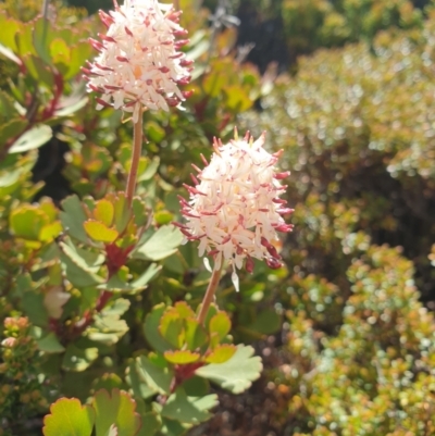 Bellendena montana (Mountain Rocket) at Mount Field, TAS - 16 Jan 2024 by Detritivore