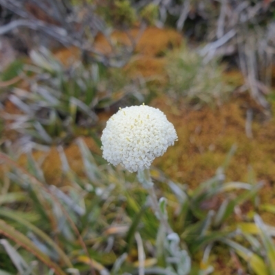 Craspedia macrocephala (Alpine Billy-Button) at Mount Field, TAS - 16 Jan 2024 by Detritivore