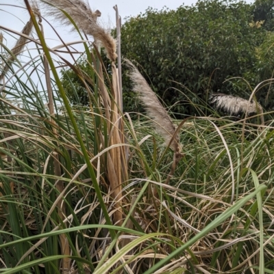 Cortaderia selloana (Pampas Grass) at Latham, ACT - 4 Feb 2024 by rbannister