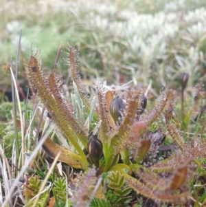 Drosera arcturi at Southwest National Park - 21 Jan 2024