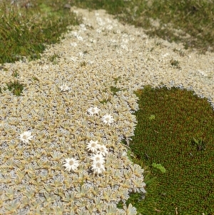 Ewartia meredithiae at Mount Field National Park - 16 Jan 2024