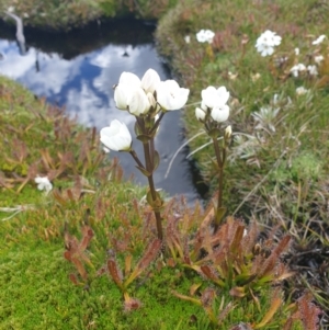 Gentianella diemensis at Mount Field National Park - 16 Jan 2024