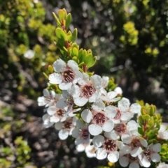 Leptospermum rupestre (Alpine Tea-tree) at Lonnavale, TAS - 31 Jan 2024 by Detritivore