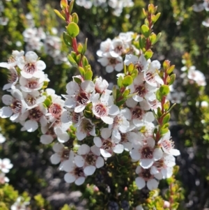 Leptospermum rupestre at Southwest National Park - 31 Jan 2024 01:45 PM